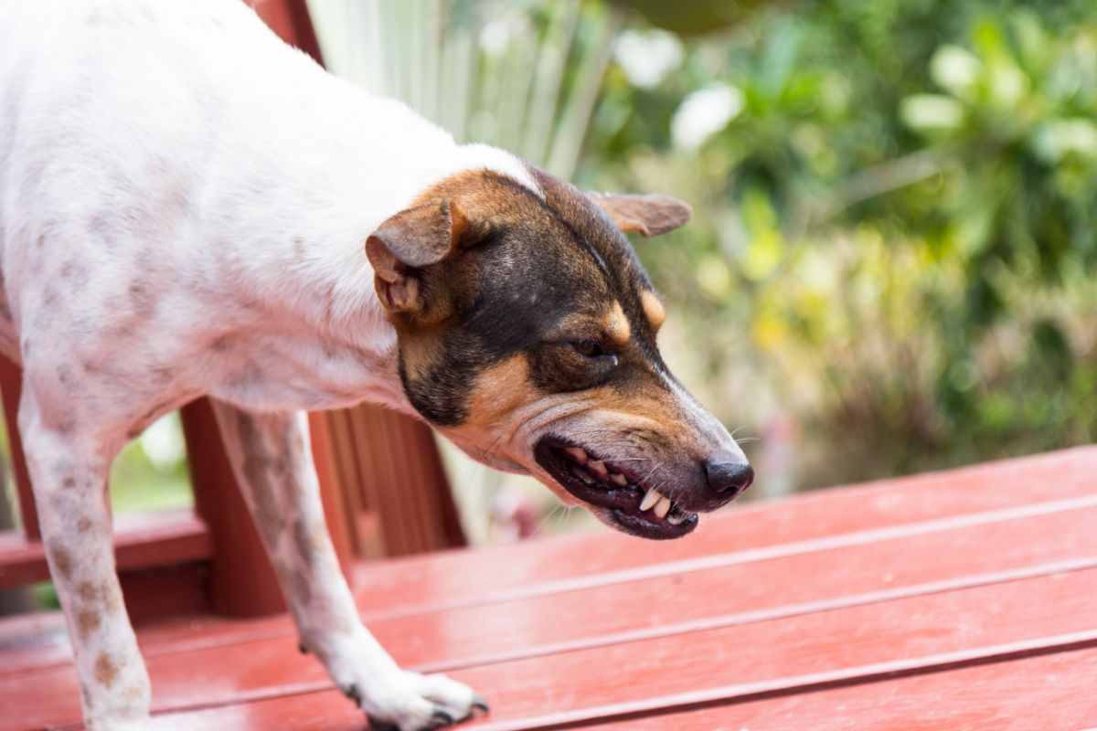 Il cane ringhia motivi