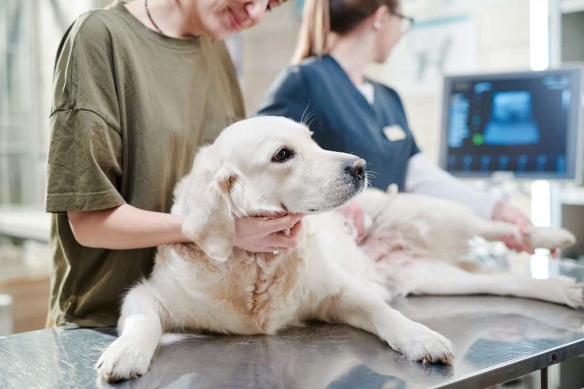 cane che sta per morire sintomi segnali