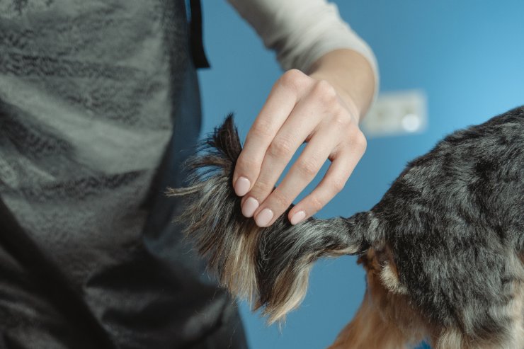 attenzione alla coda del cane