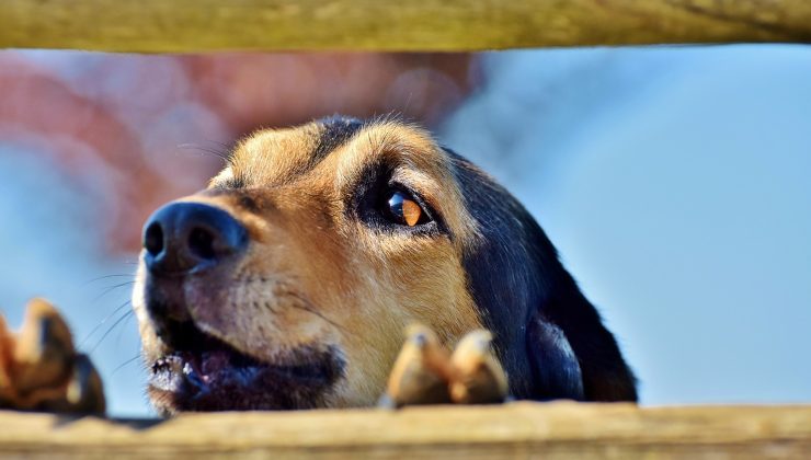 cane curioso 