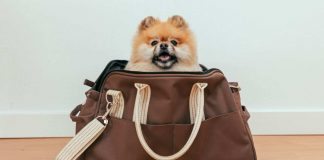 portare a spasso cane in borsa