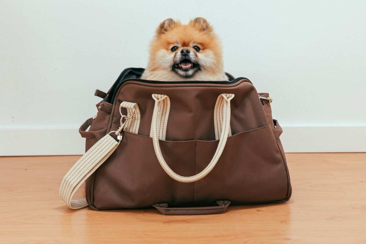portare a spasso cane in borsa