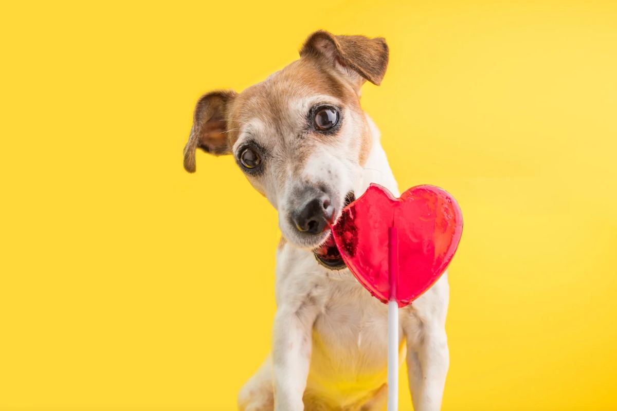 perché non bisogna dare dolci ai cani