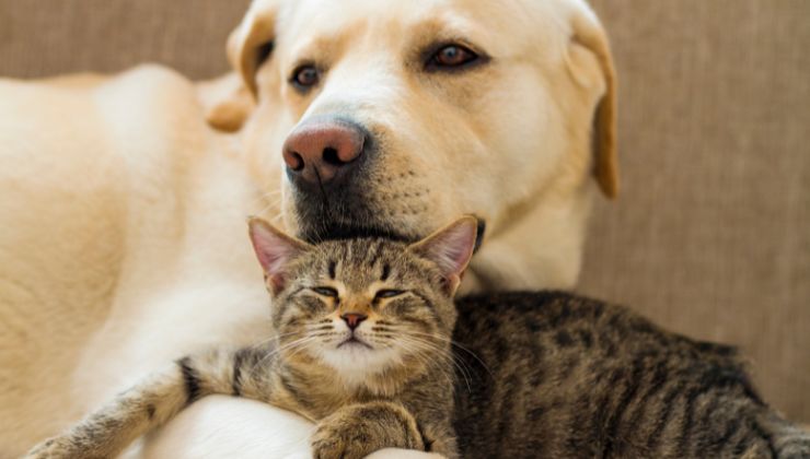 gattino cerca l'amico cane morto video