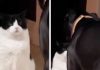 Cane e gatto litigano