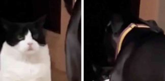 Cane e gatto litigano