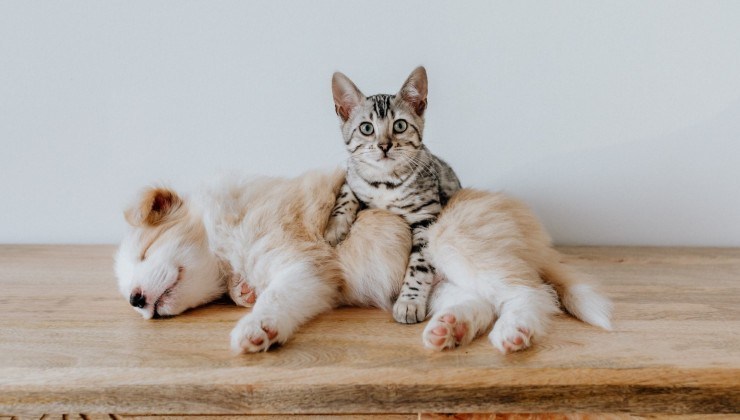 cane e gatto insieme