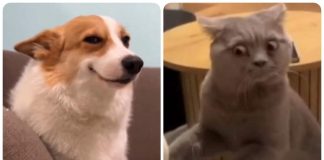 cane e gatto animali come essere umani video