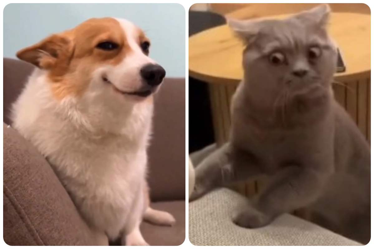 cane e gatto animali come essere umani video