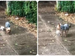 cane aiuto il gatto