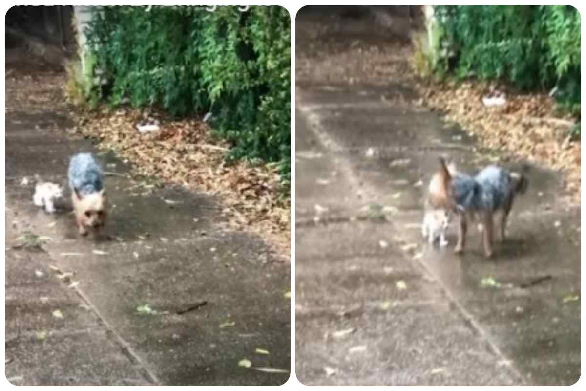 cane aiuto il gatto