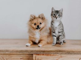 cani gatti bonus