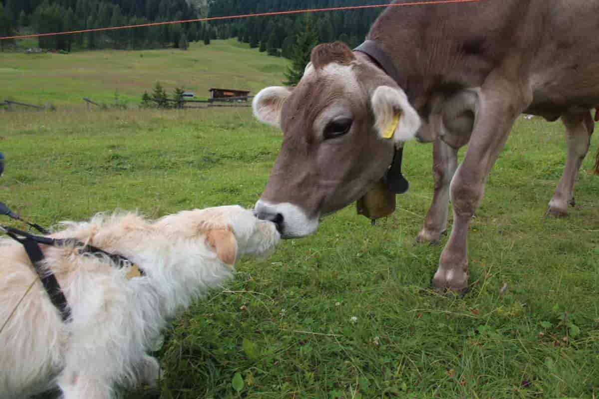 Cane e mucca amici: la commovente storia
