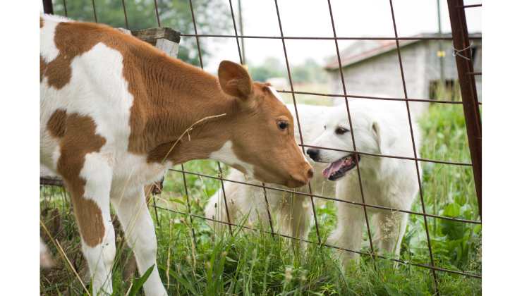 Cane e mucca amici: la commovente storia