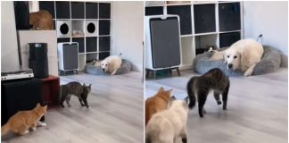 gatti contro cane