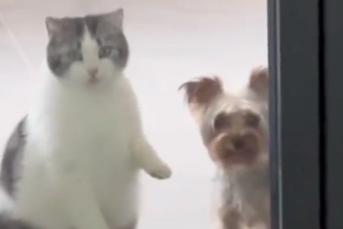 Cane che salta reazione gatto video