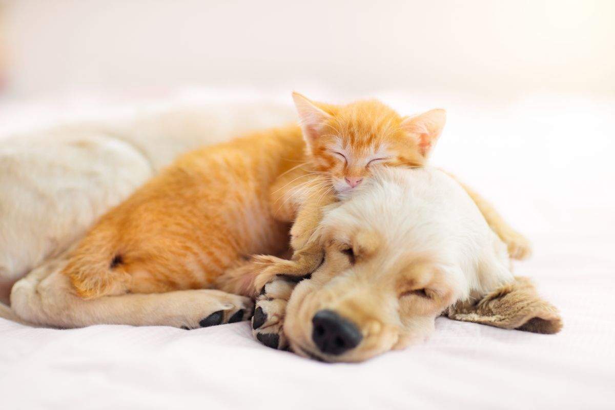 amici a quattro zampe sonno dormire cani gatti