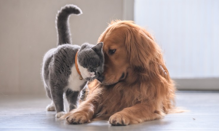 cane gatto rapporto giocano video divertente