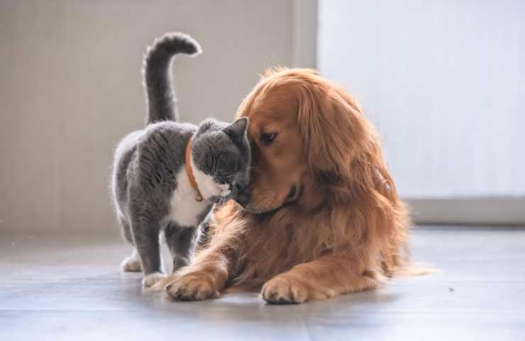 cane e gatto in buoni rapporti