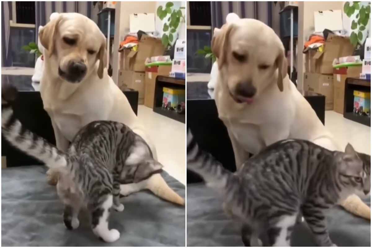 cane gatto giocano litigano video divertente