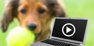 cucciolo pallina giocare video