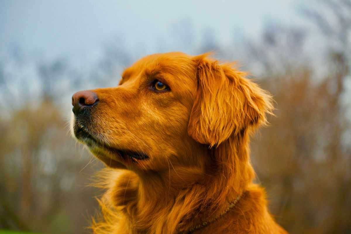 L'espressione del cane