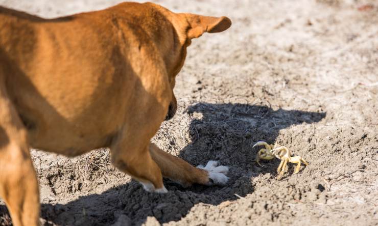 cane granchio si incontrano video divertente