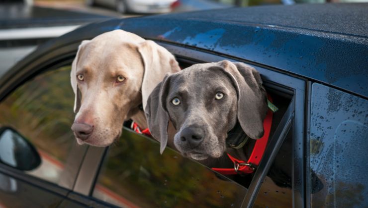 cane non sa scendere dall'auto