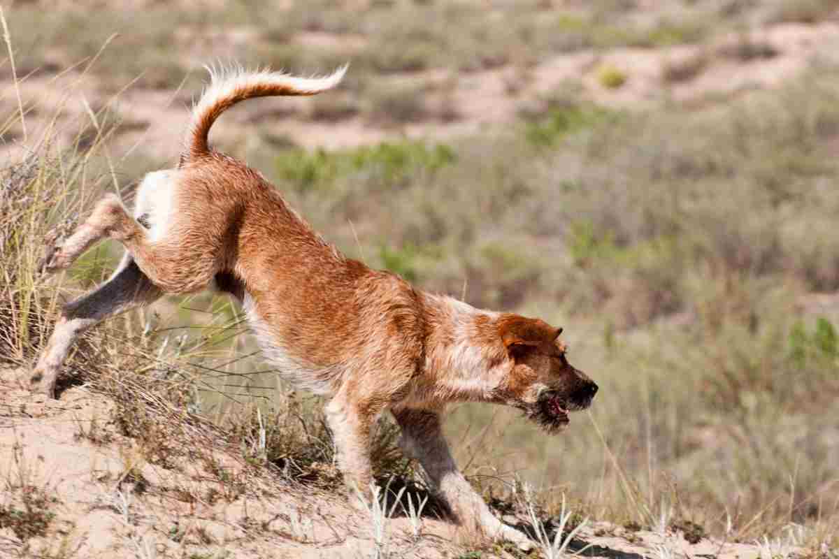 Cane in pericolo caduta buca profonda salvataggio video