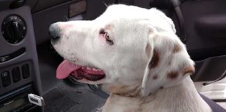 torna in auto e trova un cane randagio