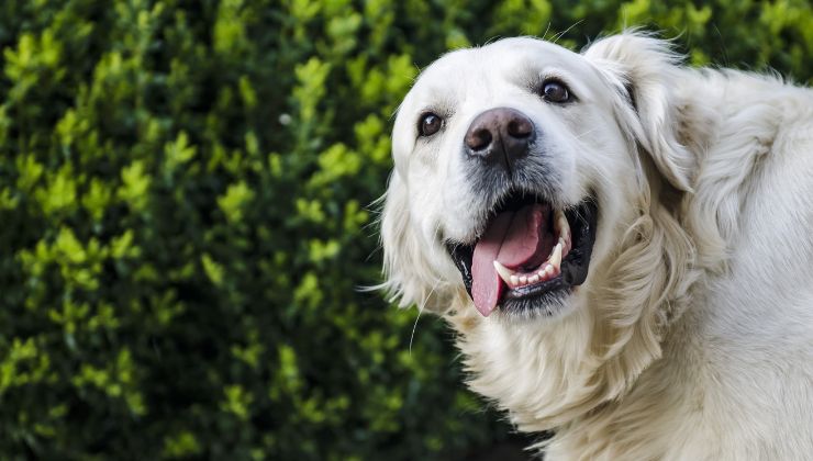 cane stupito scherzo video padrone