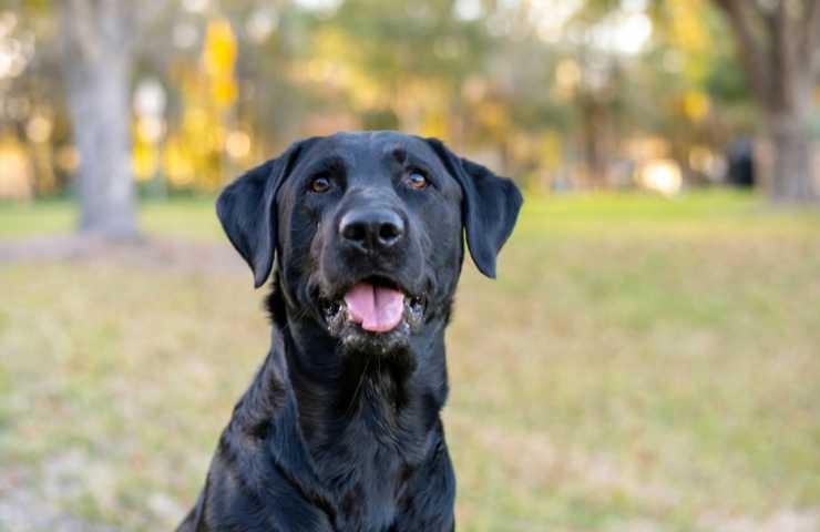 labrador cane di grossa taglia