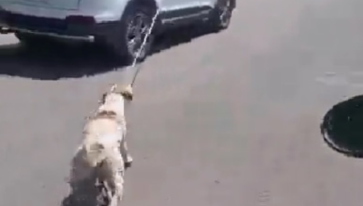 cane legato all'auto