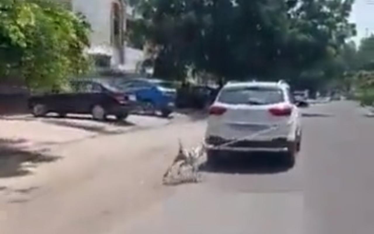 Trascina il cane con l'auto