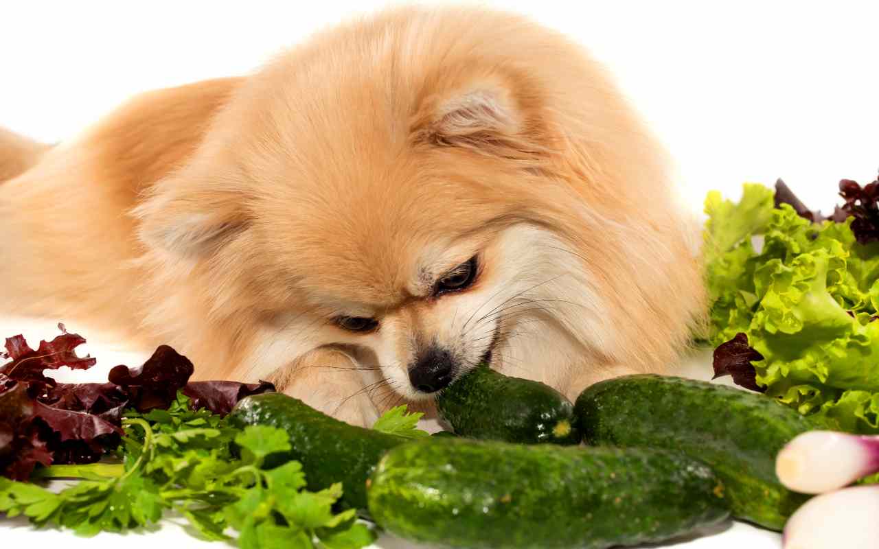 il cane può mangiare le zucchine