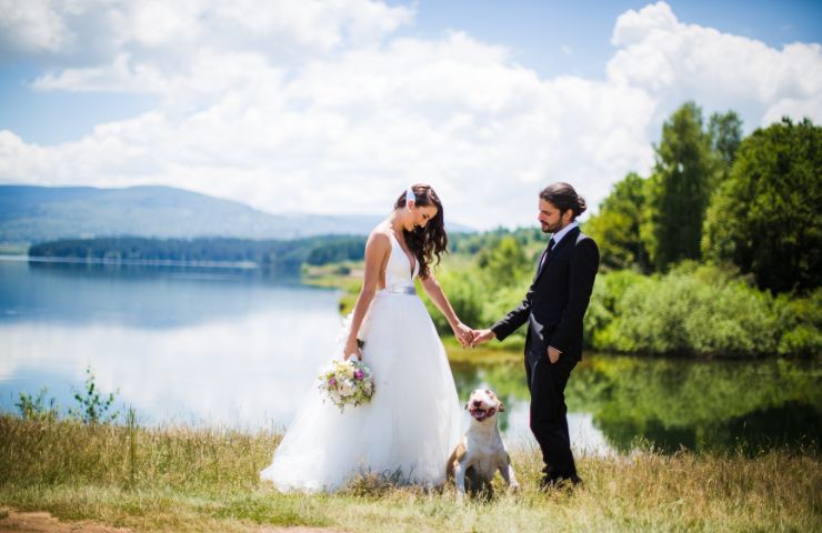 cane matrimonio sposa video