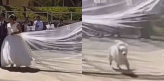 cane matrimonio sposa video