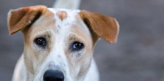 cane segnali da non sottovalutare