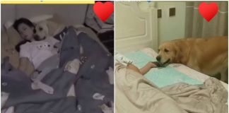 cane padroncina video dolce tenero tiktok