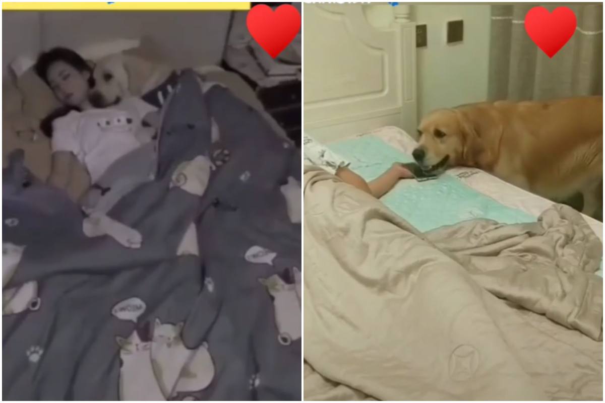 cane padroncina video dolce tenero tiktok 