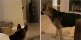 cane pastore tedesco video divertente tiktok