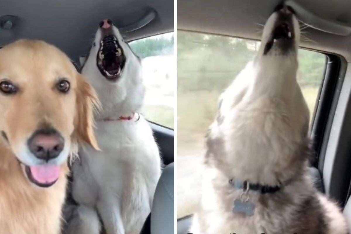 cane auto veterinario paura video