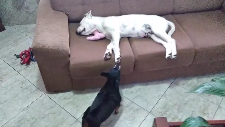 cane randagio a casa