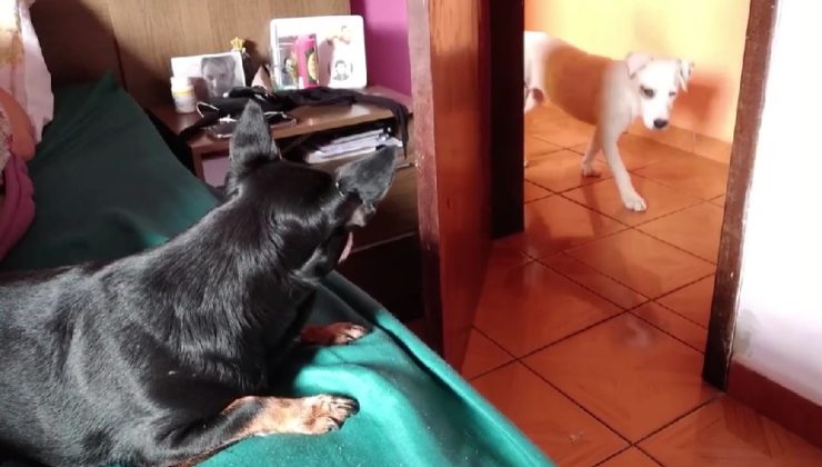cane randagio adottato