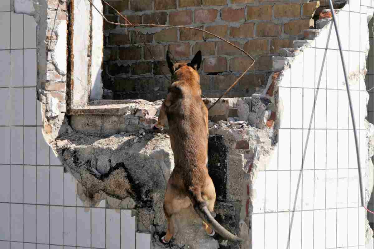 cani abbandonati diventati eroi