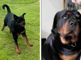 Il Rottweiler spaventa