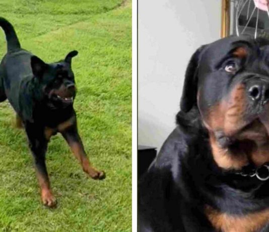 Il Rottweiler spaventa