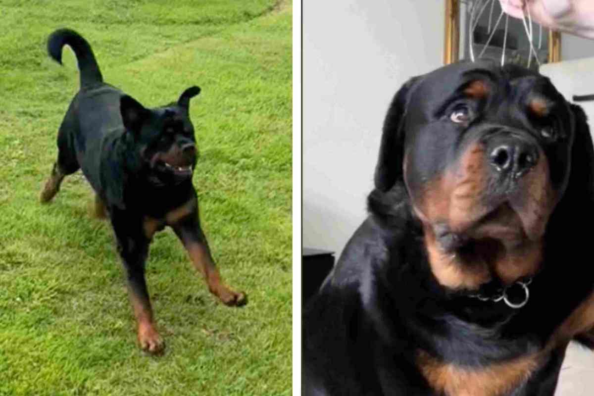 Il Rottweiler spaventa