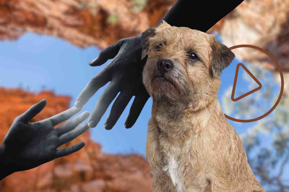 Cane in pericolo caduta buca profonda salvataggio video