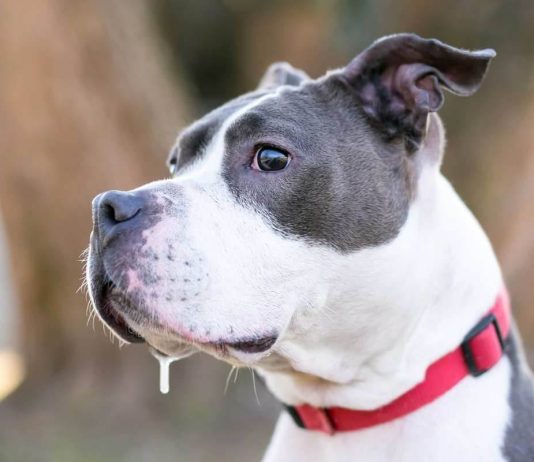 cane sbava eccessivamente